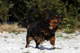 CAVALIER KING CHARLES 510